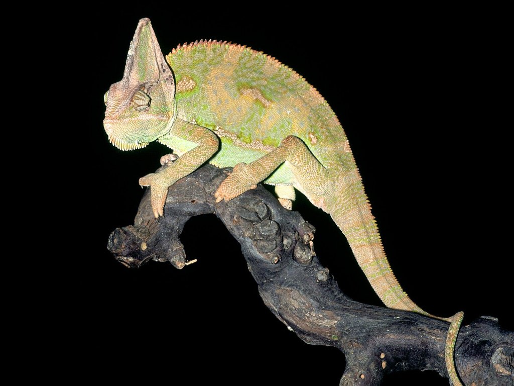 Veiled Chameleon